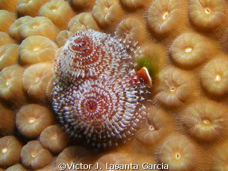 christmas tree in a start coral at black wall dive site i... by Victor J. Lasanta Garcia 