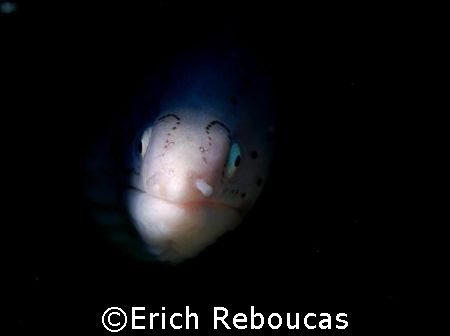 Enemy from the darkness? Peppered Moray watching herself ... by Erich Reboucas 