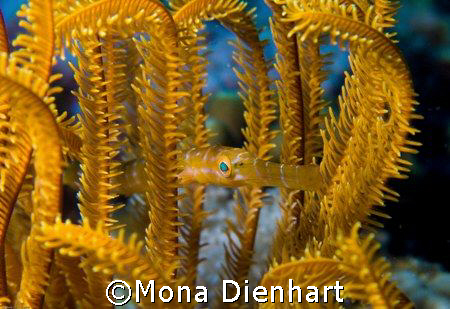 This tiny trumpet fish found the perfect coloured crinoid... by Mona Dienhart 