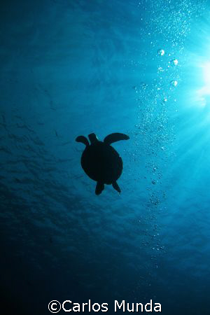 Sea turtle silhouette, canon 350D. by Carlos Munda 