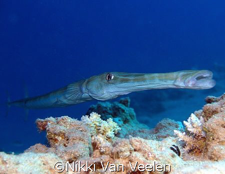 Trumpetfish taken at Sharksbay with E300. by Nikki Van Veelen 