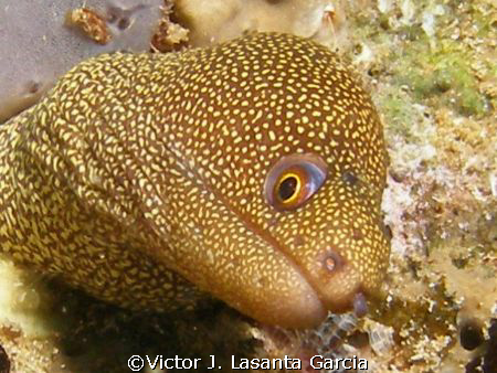 very nice golden eel at crash boat dive site in Aguadilla... by Victor J. Lasanta Garcia 