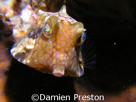 Pucker Up, Normally these fish aren't that photogenic,how... by Damien Preston 