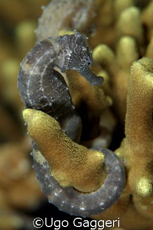 Seahorse from Malapascua. by Ugo Gaggeri 