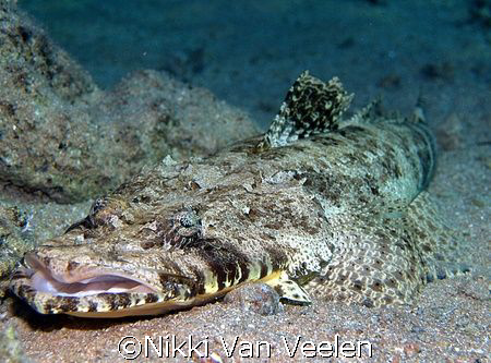 Crocodile fish taken at Sharksbay with e300. by Nikki Van Veelen 