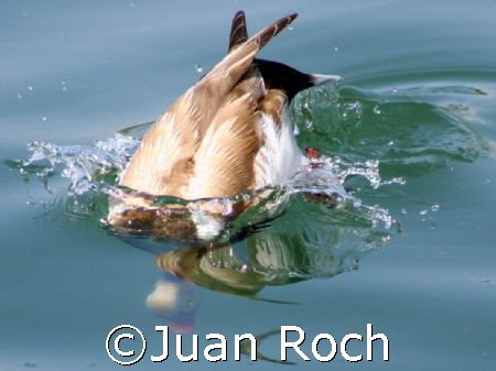 snorkel duck by Juan Roch 