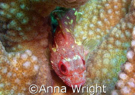 This little scorpion fish was hiding in a coral in a dive... by Anna Wright 
