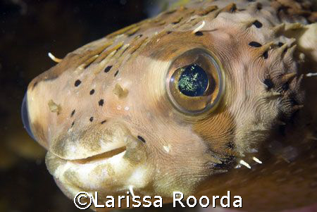 Smile for the camera!  Love the eyes! by Larissa Roorda 