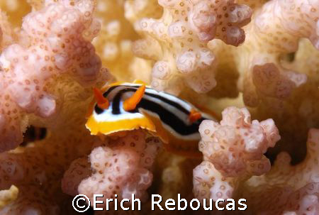 Nudi on hard coral, Sharm El Sheikh, Egypt. 
Ain't that ... by Erich Reboucas 