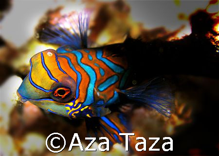 Dusk dive. Mandarin Fish. Olympus C5060.  by Aza Taza 
