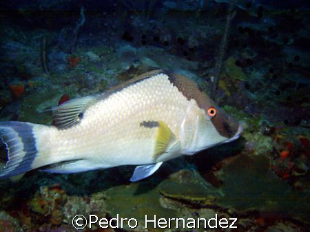 Hogfish,Humacao, Puerto Rico.Camera DC310 by Pedro Hernandez 