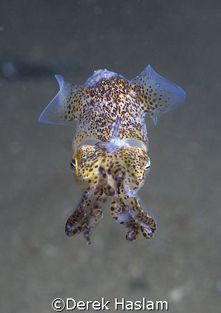 Little cuttlefish. North Wales. D200, 60mm. by Derek Haslam 