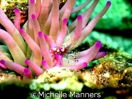 spotted cleaner shrimp emerging from his anemone. taken i... by Michelle Manners 