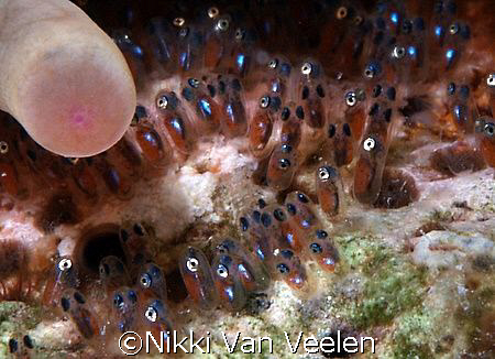 Red sea anemonefish eggs taken at Sharksbay with E300. by Nikki Van Veelen 