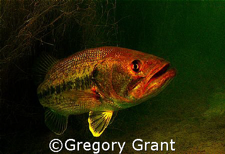 freshwater bass , south africa. by Gregory Grant 