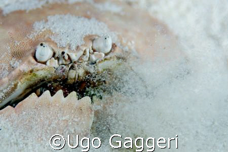Blowing crab from Malapascua. by Ugo Gaggeri 