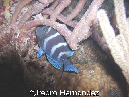 Doctorfish,Night Dive in Palominito Fajardo. Puerto Rico.... by Pedro Hernandez 