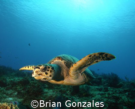 Sea Turtle, Cozumel Mexico by Brian Gonzales 