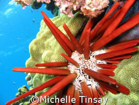 Pencil Urchin by Michelle Tinsay 