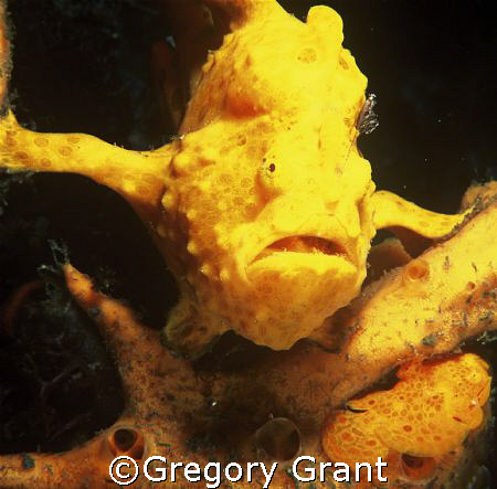  two frog fish,one large one small....spot both? by Gregory Grant 