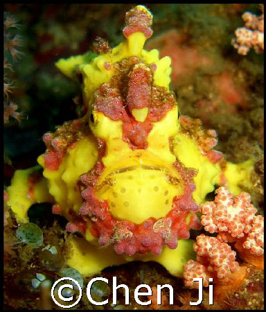 the most beautiful frogfish i have ever seen.

took thi... by Chen Ji 