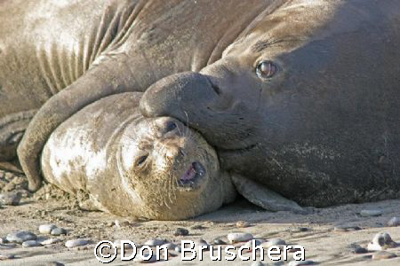 Elephant seals get amorous. Taken at Ano Neuvo State Beac... by Don Bruschera 