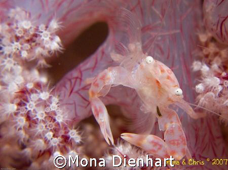 This soft coral was overpopulated with crabs, it was funn... by Mona Dienhart 