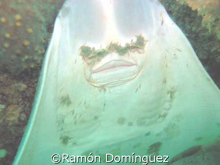 Ventral mouth of a Guitar fish at the Sea of Cortéz by Ramón Domínguez 