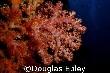 soft coral taken at wakatobi nikon d70 with 12-24 by Douglas Epley 