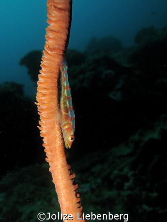 Whip coral goby at 9 Mile reef, Sodwana Bay. Spent nearly... by Jolize Liebenberg 