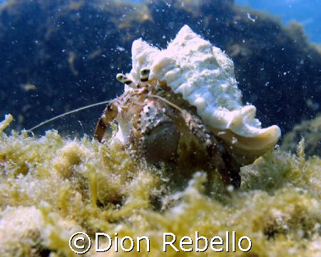 taken on a shallow dive off one of the public beaches in ... by Dion Rebello 