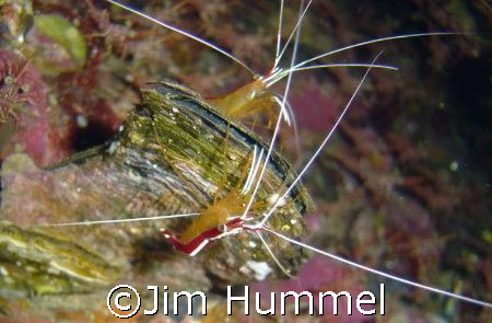 White Striped Shrimp taken in the Adaman Sea on Ocean Rov... by Jim Hummel 