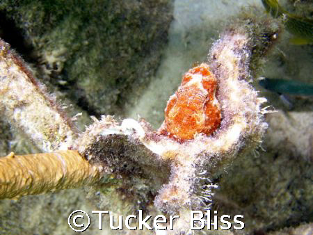 Frogfish hiding near Bari Reef, Bonaire by Tucker Bliss 