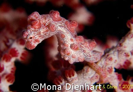 a cooperating pygmy seahorse on one of our dives in Lembeh by Mona Dienhart 