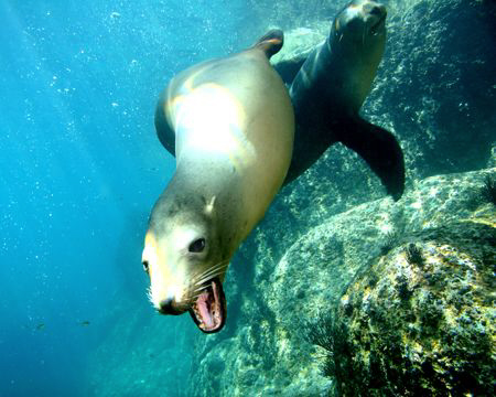 A friendly Sea Lion in the Sea of Cortez, Mexico by Michael Madelung 