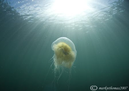 Jellyfish - approx 10cm dia.
Friar Island, Connemara.
1... by Mark Thomas 