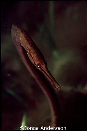 flirty snake pipefish. canon eos 300, canon ef 50mm by Jonas Andersson 