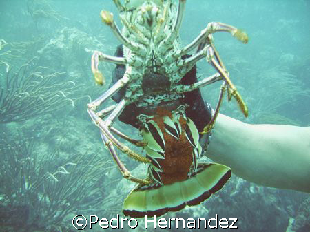 Caribbean Spiny Lobster With Eggs,Culebra Island, Puerto ... by Pedro Hernandez 