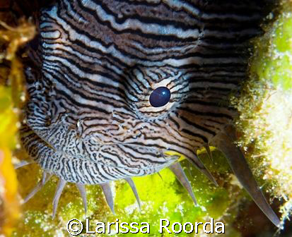 (#2 of 2) New creature for me - Splendid Toadfish, Cozume... by Larissa Roorda 