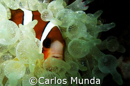 Clownfish hiding in an anemone. Tingloy, Batangas. Canon ... by Carlos Munda 