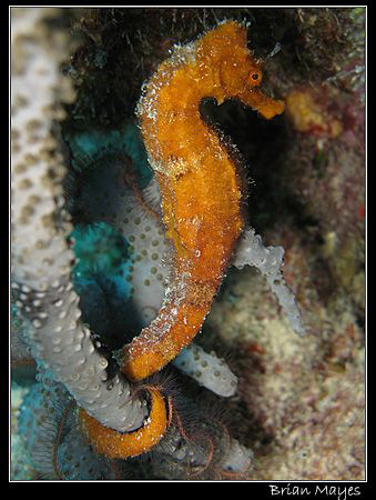 Seahorse from Bonaire. Canon G7 by Brian Mayes 