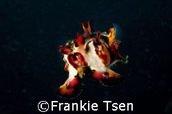Flamboyant Cuttlefish swimming away from me. D70s, 60mm. ... by Frankie Tsen 