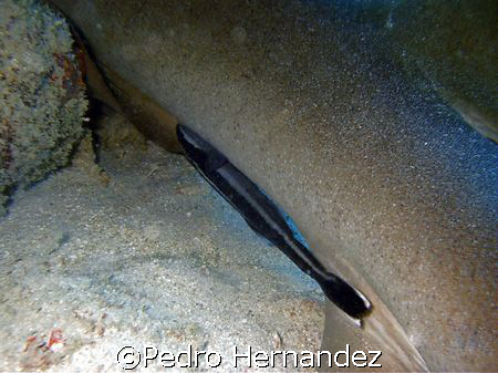 Sharksucker,Humacao, Puerto Rico,Camera DC500 by Pedro Hernandez 