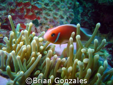 Image from Truk. Anemone Fish. by Brian Gonzales 