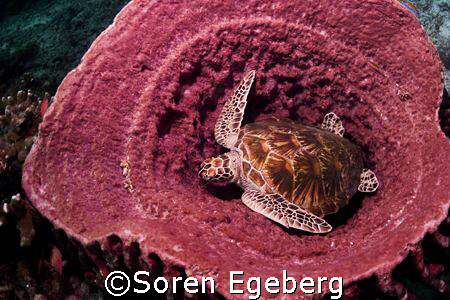 Turtle in barrelsponge, sipadan by Soren Egeberg 