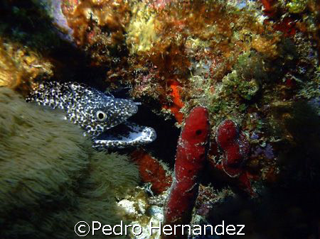 Spotted Moray,Humacao, Puerto Rico,Camera DC310 by Pedro Hernandez 