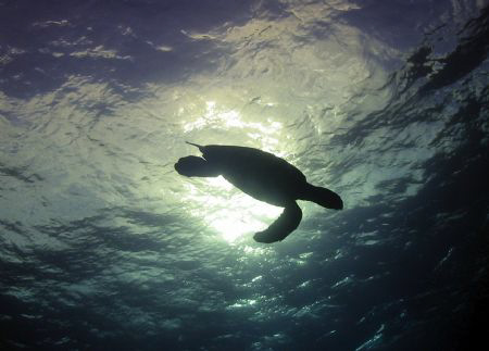Lone turtle dives after taking a long breath, Rainbow Can... by Terry Moore 