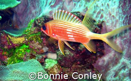 Squirrelfish seen in Tobago.  Photo taken with a Canon Po... by Bonnie Conley 