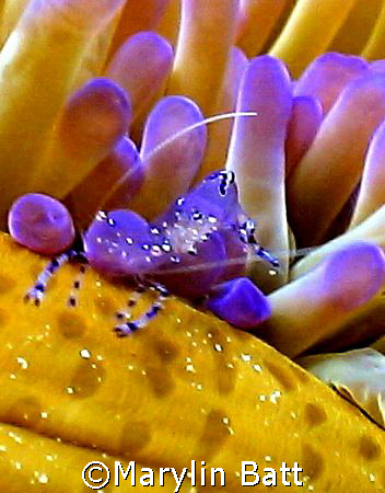 Tiny shrimp on anemoe. Nikinos V 1:1 extension tube by Marylin Batt 