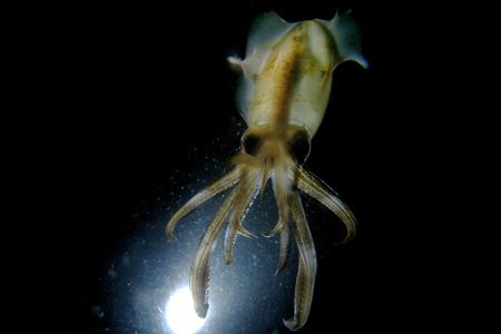 Big fin squid taken during night dive at anilao, batangas... by Carlos Munda 
